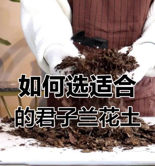 君子兰新根怎么种（掌握养殖技巧，让君子兰更生机勃勃）
