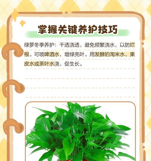 如何科学养护绿萝使其长势旺盛（掌握关键要点，打造健康绿萝的秘诀）
