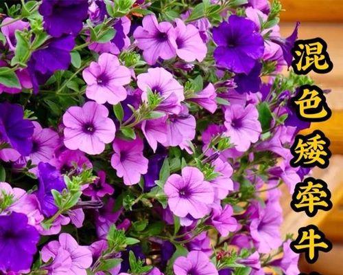 如何成功种植牵牛花盆栽（简单步骤让你成为牵牛花种植专家）