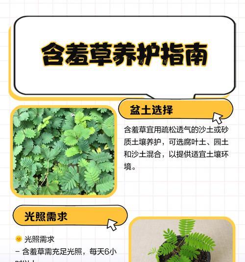 含羞草在冬天会死吗？（了解含羞草的生长周期及其应对寒冷的方法。）
