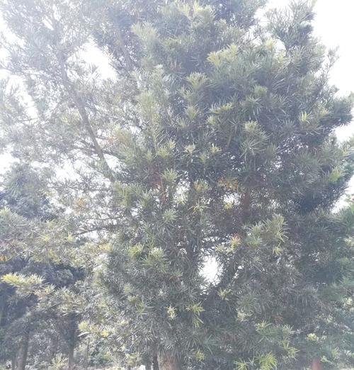 罗汉松的生长速度与一年生长多少（探究罗汉松生长速度快的秘密）
