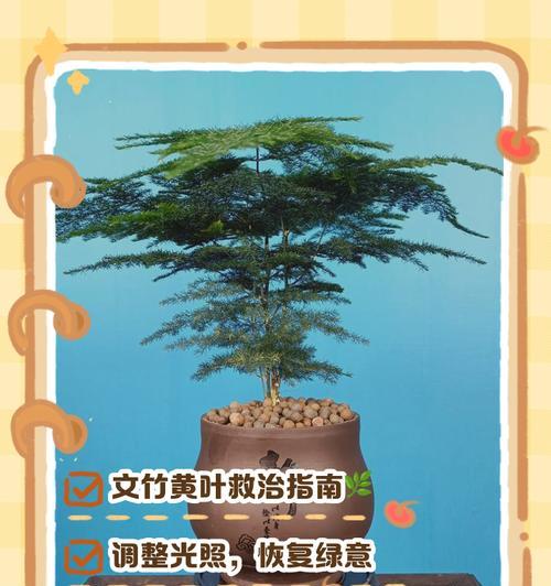 《文竹叶的种植与养护》（探索文竹叶的生长奥秘，打造绿色家居新风尚）