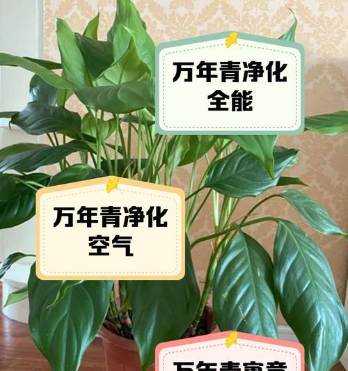 万年青叶子发霉的原因及解决方法（探究万年青叶子发霉的真相，帮助你保持植物的健康）
