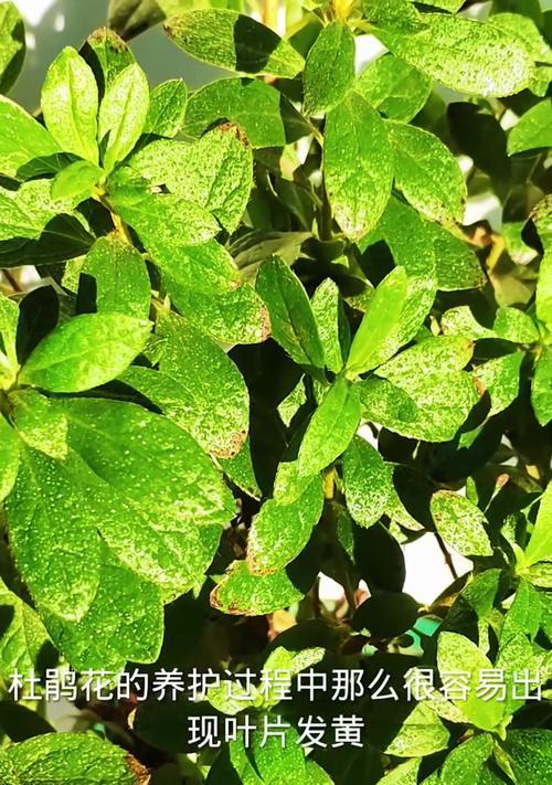 杜鹃茶花换盆后掉叶子怎么办（怎样应对杜鹃茶花换盆后的叶子脱落问题）