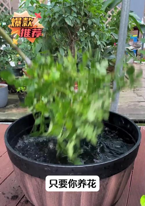 如何应对养花中的小腻虫问题（解决养花过程中遇到的小腻虫困扰）