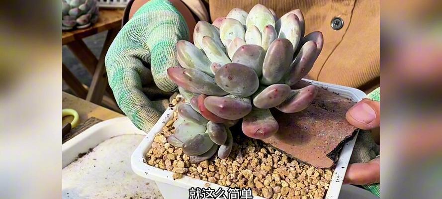 冬季多肉修根种植的全面指南（多肉修根技巧、注意事项以及养护建议）
