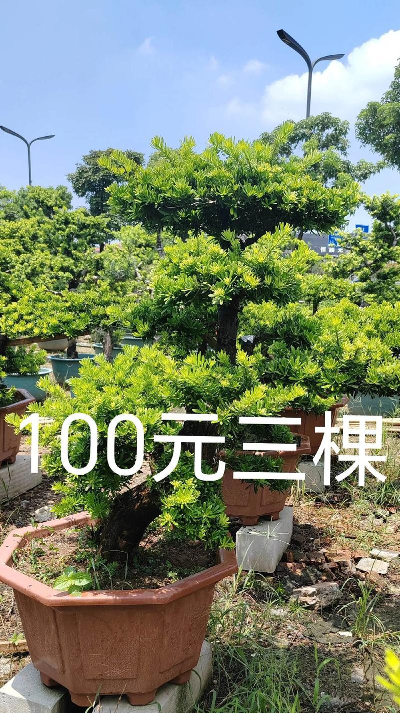 罗汉松的喜阳特性与养护方法（阳光照耀下的罗汉松-了解它的养护方法）