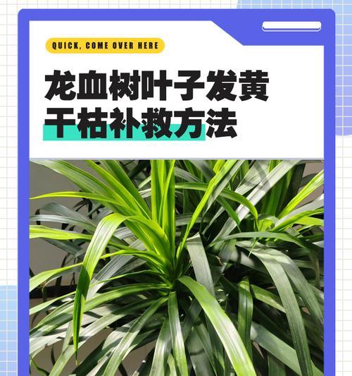 龙血树的叶片破裂现象解析（探寻龙血树叶片破裂的原因及影响）