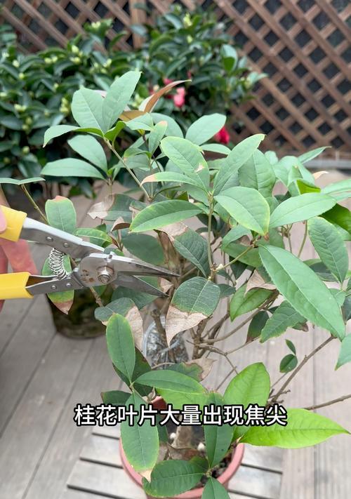 桂花干叶尖的来源及用途研究（解析桂花干叶尖的形成原因和多元化应用）