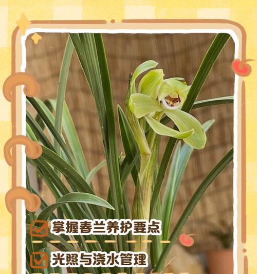 水之宠爱（探索水养紫罗兰花的妙招与诀窍）