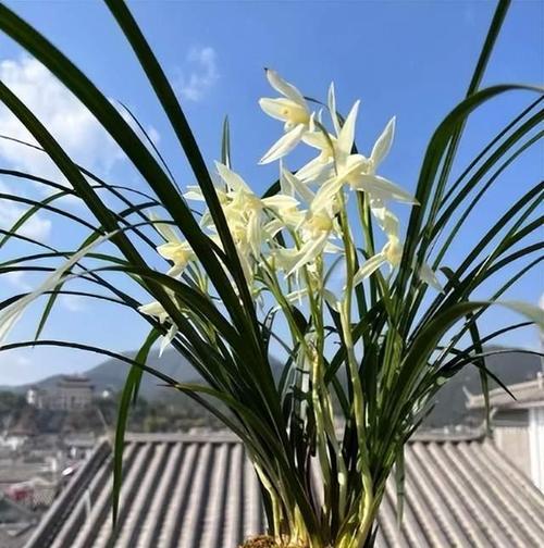 球兰花是有毒植物吗？（了解球兰花的毒性和安全养护）