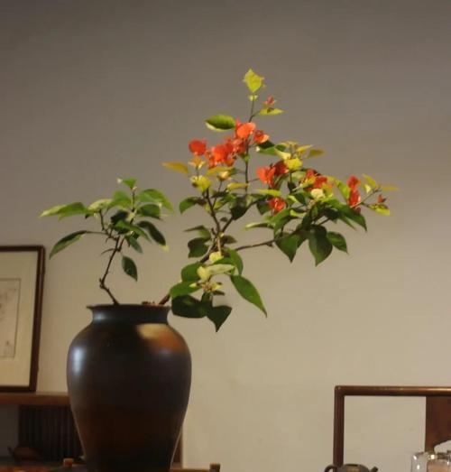 三叶梅——家庭养法（从选购到养护，教你成为三叶梅种植达人）