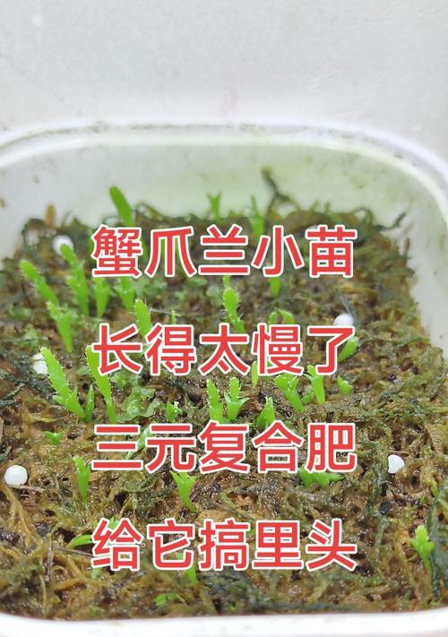 小蟹爪兰花的养殖方法与注意事项（打造美丽的花园，学会小蟹爪兰花的养殖技巧）