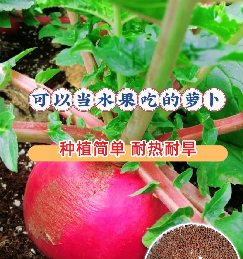 萝卜种子的来源与获取（了解萝卜种子的生命周期及繁殖方式）