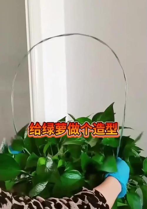 绿萝养护指南（从选购到繁殖，轻松打造绿意盎然的家居环境）