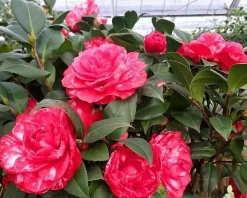 山茶花养殖指南（打造美丽花园的小技巧）