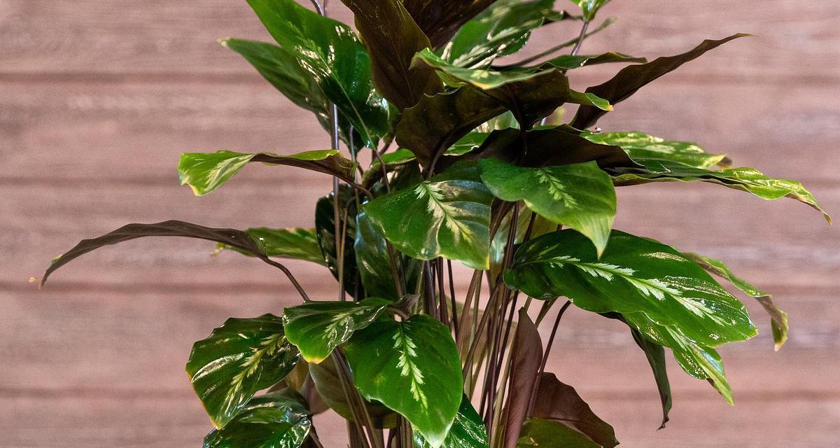 万年青的养护与浇水技巧（打造健康茂盛的万年青植株，从养护与浇水开始）