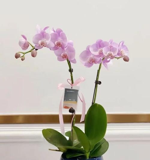 蝴蝶兰开花后的护理与管理（如何使蝴蝶兰长时间保持鲜艳和健康）