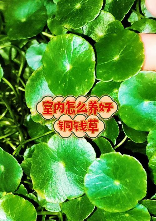 以同钱草为主题的养殖技巧（打造丰富多样的同钱草园）