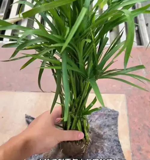 养殖无根水竹的全面指南（掌握关键诀窍，让无根水竹茁壮成长）