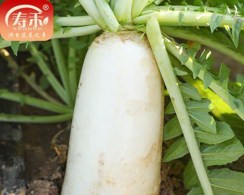 红萝卜种植全攻略（选择适宜的月份，打造丰收好时节）