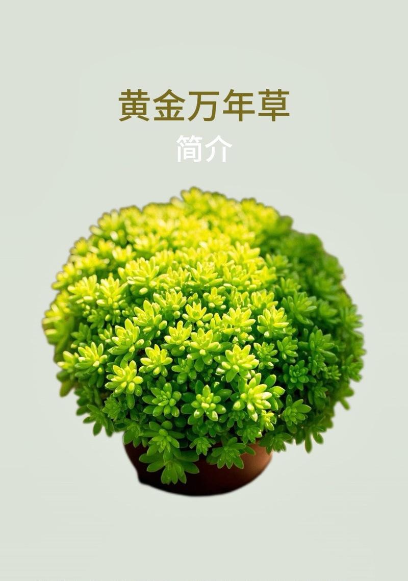 黄金万年草的养殖方法和注意事项（如何成功种植健康的黄金万年草）
