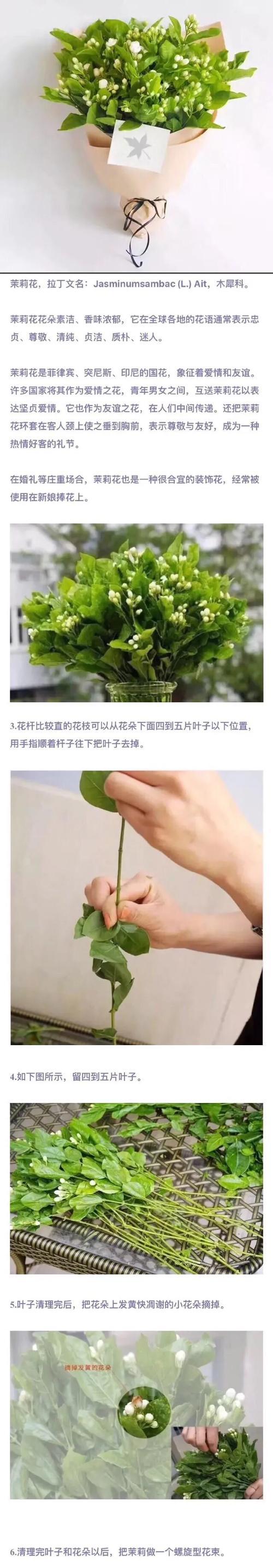茉莉花的养护与繁殖技巧（打造花园中的芬芳角落，茉莉花的种植与养护要点）
