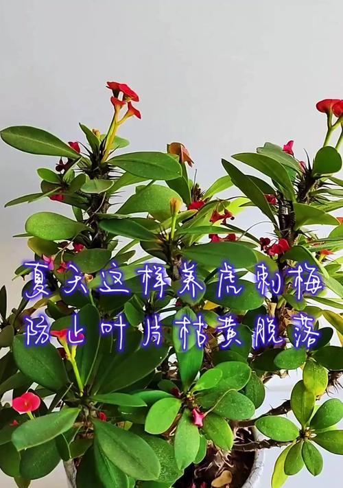 大花虎刺梅养护指南（打造盛开绚丽的大花虎刺梅花园）