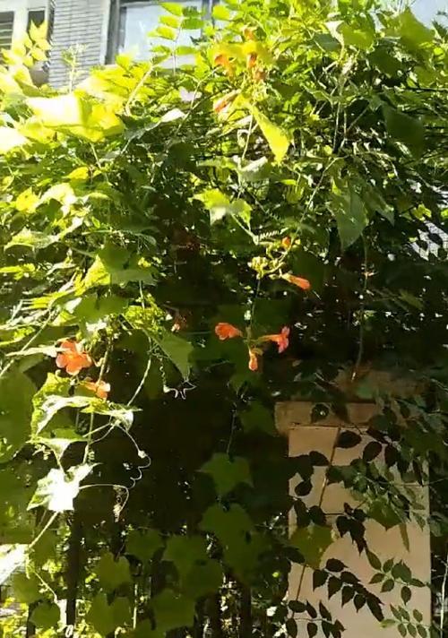 凌霄花的冬季生存之道（探秘凌霄花如何适应严寒冬天）