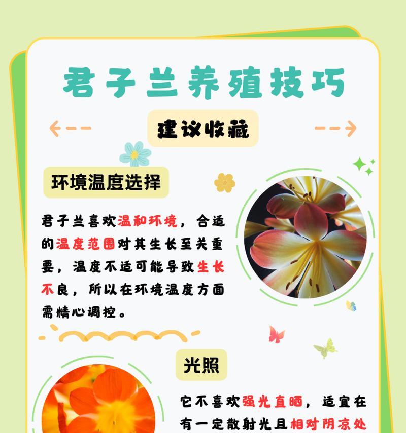 如何正确分株君子兰（掌握分株技巧，让君子兰更茂盛）