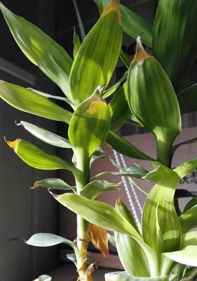 水培莲花竹养护指南（了解莲花竹的生长环境与水培技巧，打造迷人的水中花园）
