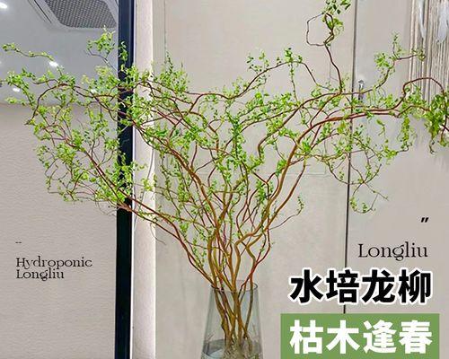 龙爪花养护指南（让你的龙爪花焕发出最绚丽的色彩和花朵）