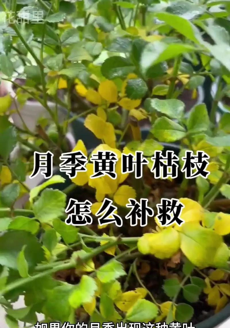 花叶黄了怎么办？解决办法一网打尽（花叶黄了的处理方法与技巧，助你拯救植物健康）