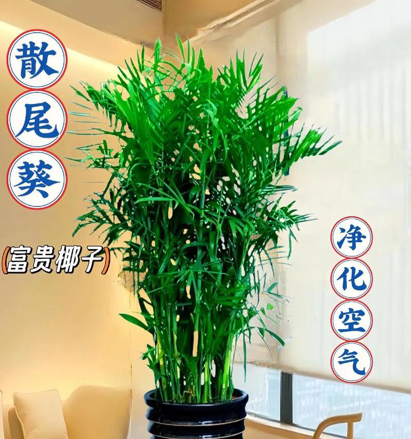 以散尾竹怎么养殖（打造宜居环境，学习散尾竹养殖的关键技巧）