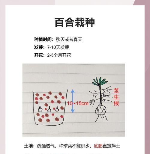 百合花的养殖技巧（打造美丽花园的秘诀）