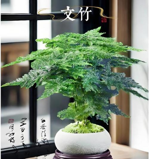 以木麒麟的快速生长技巧（通过合理管理和适当的护理方法让你的以木麒麟长势迅猛）