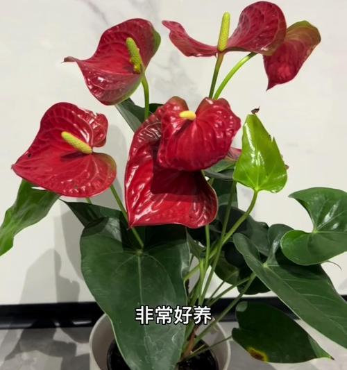 如何正确养护红掌花，打造鲜艳盛放的花园