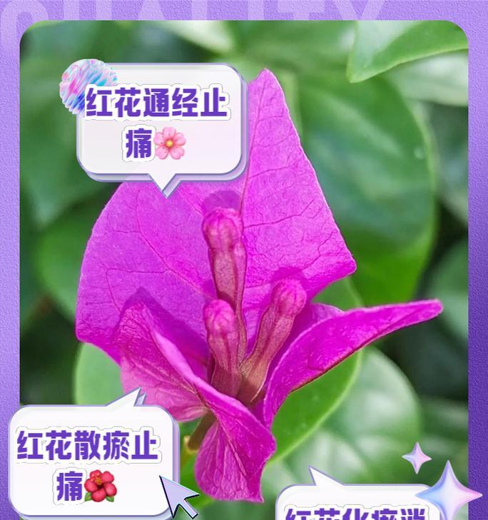 如何快速让红花茂盛生长（科学养护法助你打造绚丽花坛）