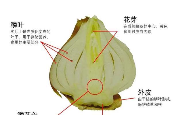 郁金香繁殖（探索郁金香繁殖的方法和技巧）