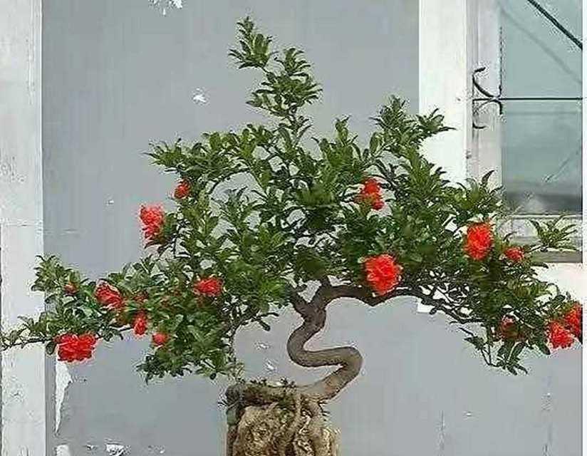 打造绚丽花海，大石榴花的养护之道（美丽绚烂大石榴花的栽培技巧，让花园生机盎然）