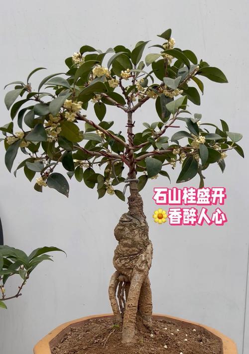 桂花浇水的正确方法（养护桂花需要注意的细节）