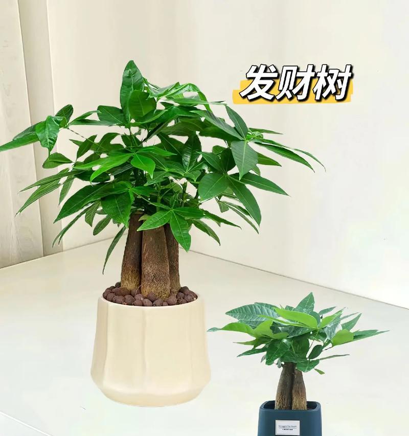 招财树养殖指南（学会养殖招财树，财运滚滚来！）