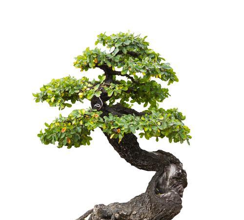 《人参榕树盆景的养殖技巧大揭秘》（打造40年生命力坚强的人参榕树盆景，让家中生机盎然）