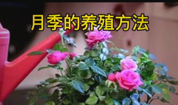 多肉植物花月夜的养护指南（了解关于花月夜的生长习性，打造独特的多肉盆栽景观）