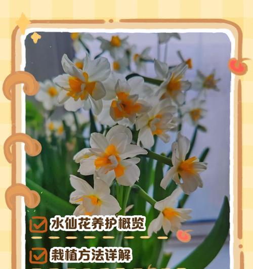 凌波仙子的养育秘籍（打造健康、活泼、快乐的凌波仙子）