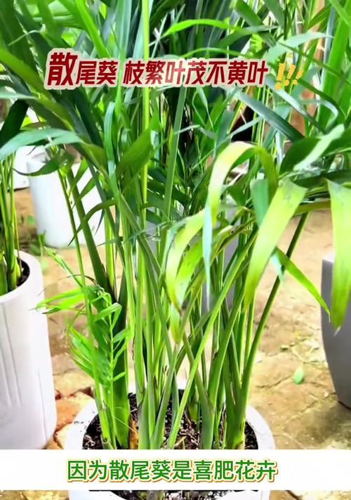 散尾葵施肥方法探究（科学施肥让散尾葵绽放绚丽之花）