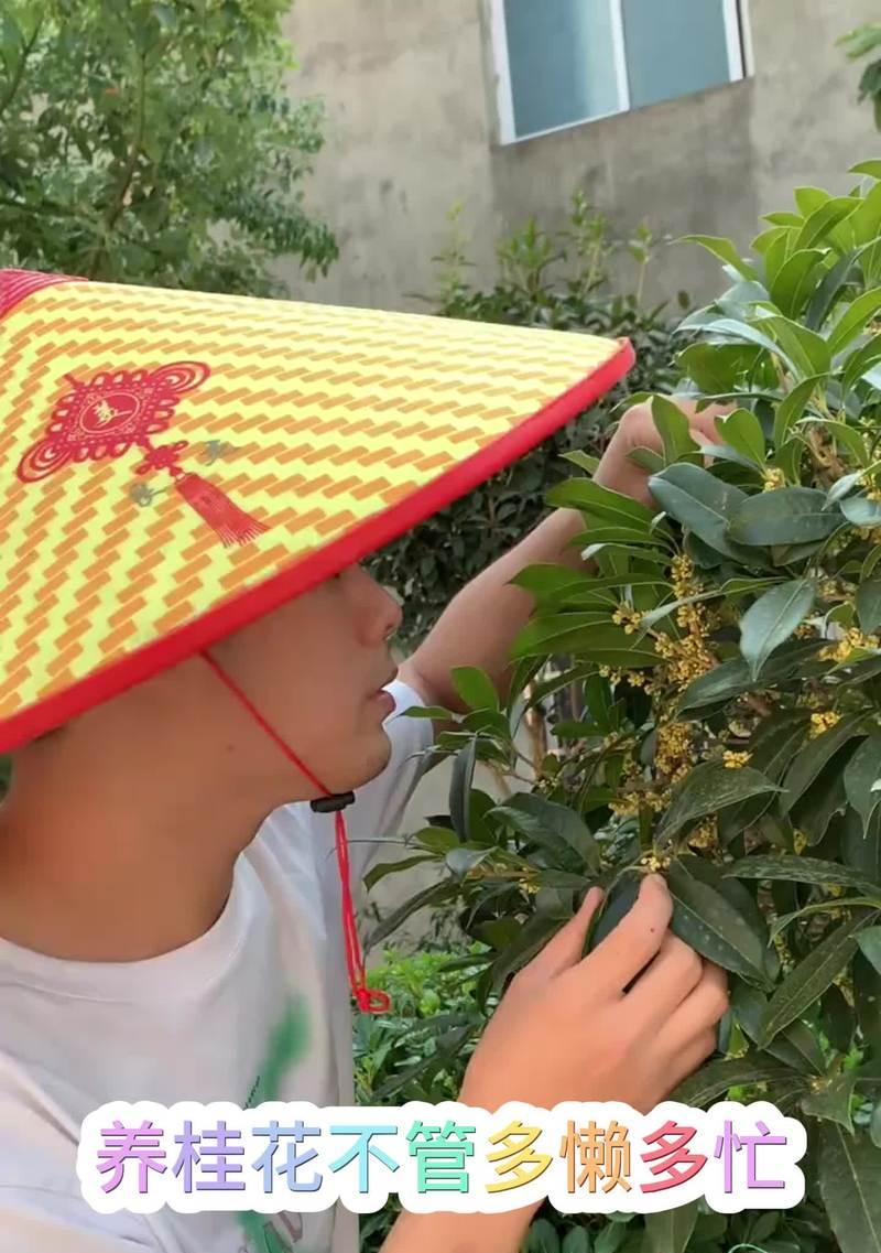 如何让你的桂花树开花（解决桂花树不开花的十五个方法）