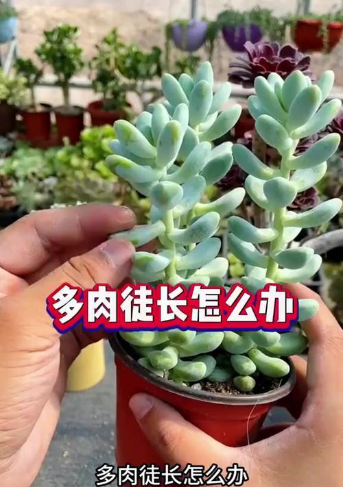 如何防止多肉植物在秋季的徒长（掌握关键技巧，让多肉植物保持健康生长）