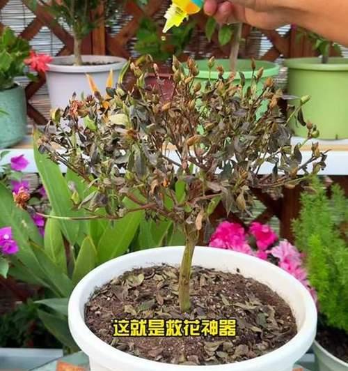 菊花叶片发黄的原因与处理方法（菊花叶片发黄的应对措施及日常养护技巧）