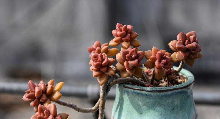 多肉叶片的美丽与多样性（探索多肉植物叶片的奇妙世界）